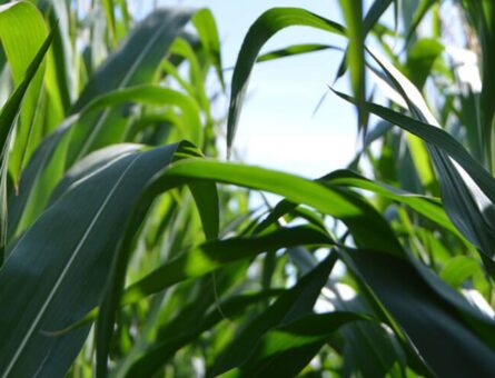 industria de agronegocios en Brasi