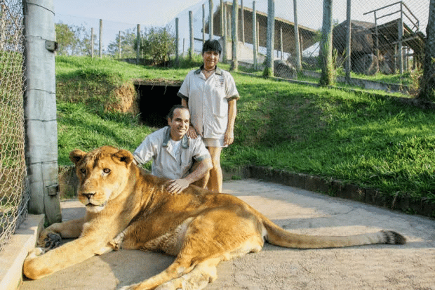 The founders of Rancho dos Gnomos, Marcos and Sílvia Pompeu and the Lion Darshan. The NGO welcomes bears and felines into Brazil and has the support of several companies. Photo by Biga Pessoa.