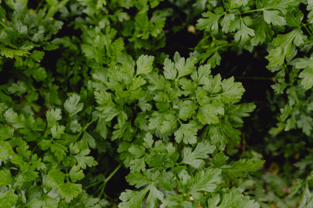 event menu cilantro