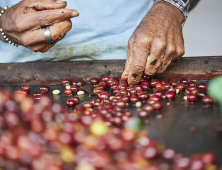 peruvian-coffee