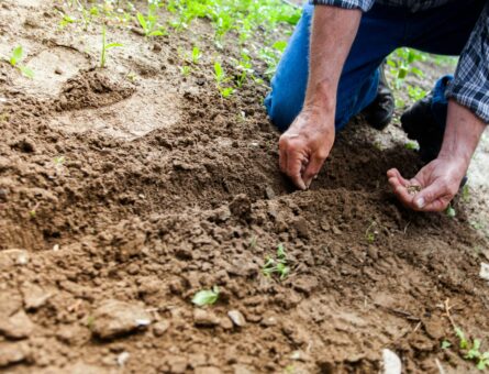 agricultura-sustentavel