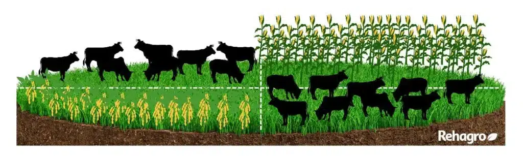 Las dos caras de la agricultura sostenible en América Latina 1 integracao lavoura pecuaria 1.jpg